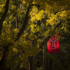 Fall colors with Temple T flag